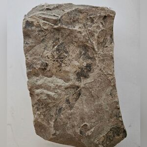 LEAF FOSSIL